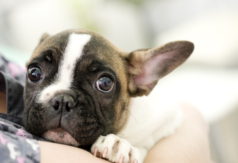 Pet