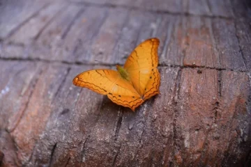 Orange Butterfly Spiritual Meaning
